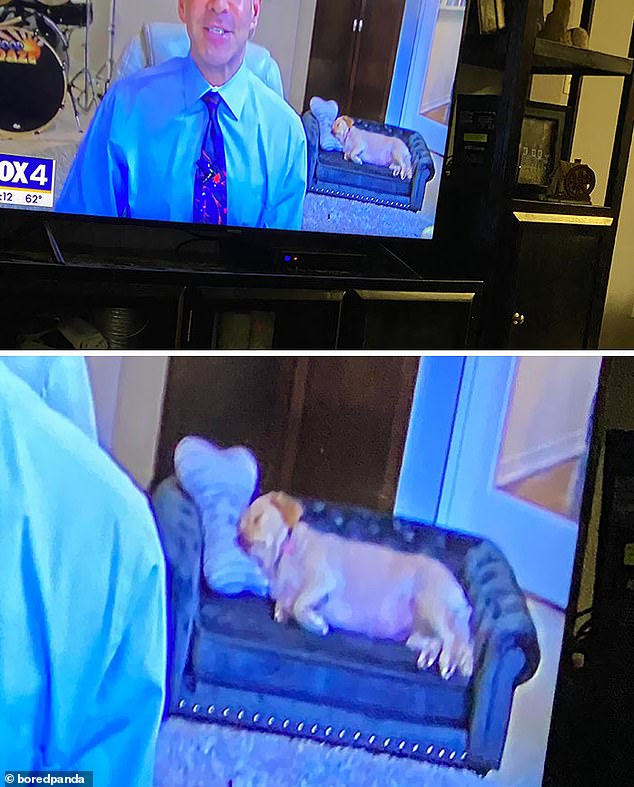 It has been a long day! While speaking on a US news channel, a presenter's dog was caught taking a quick nap on his small sofa bed.