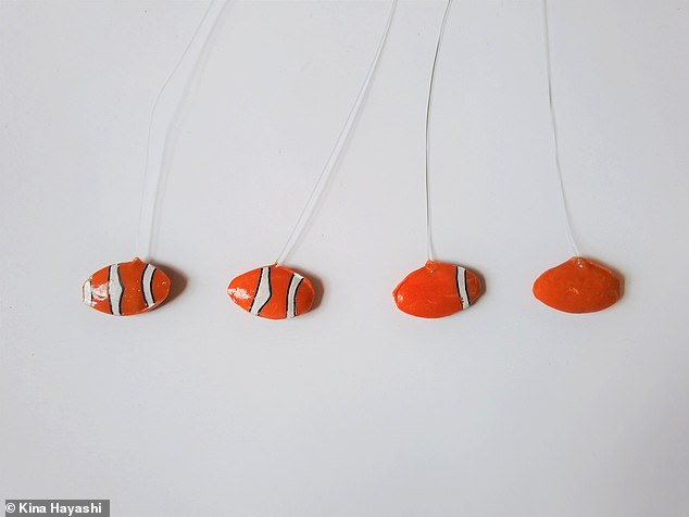 The researchers isolated small schools of three young common clownfish in individual tanks and filmed their reactions to an orange fish model or models painted with one, two, or three white bands, keeping a count of how often the fish bit and tried to bite. drive away. the offending intruder