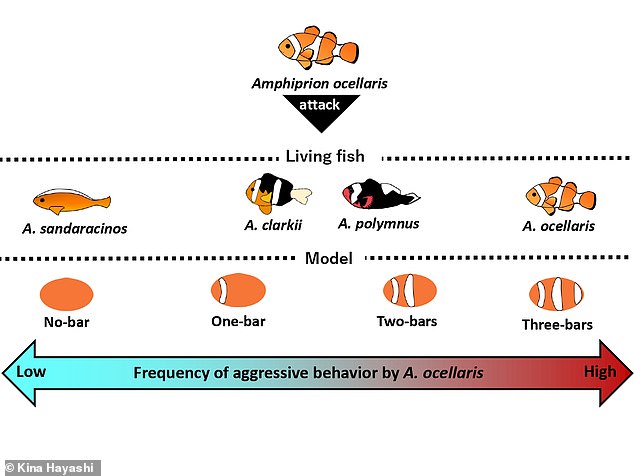 The researchers found that the young clownfish paid little attention to the simple orange model, similar to the lack of interest they had shown in the orange skunk clownfish, and simply occasionally nibbled and chased the model with a single rod.