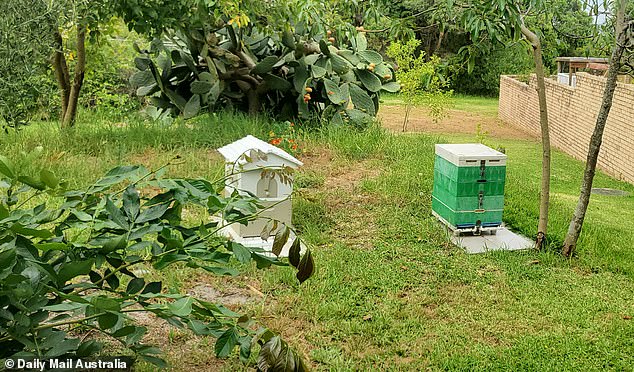 George Manolias has kept beehives on the land, which neighbors cut down, but Randwick Council said no one was using it.