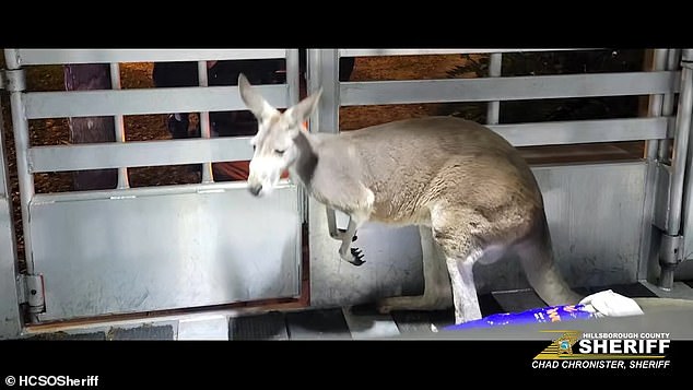 In a Facebook post, the Bureau confirmed that its Agricultural Unit was able to reunite the animal with its owner after proper ownership records were verified.