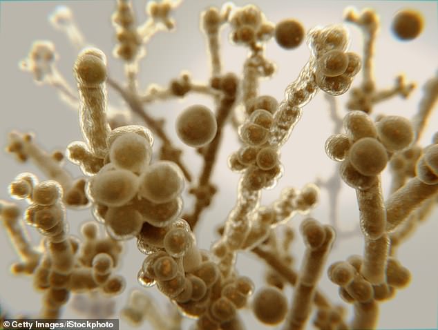The image above is a stock image of the fungus Candida auris, which is most common in hospital environments where it spreads through contact with contaminated equipment.