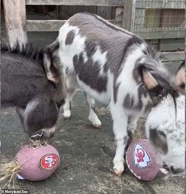 The miniature Mediterranean donkeys, Harry and Lloyd, in Maryland, were divided between the teams.