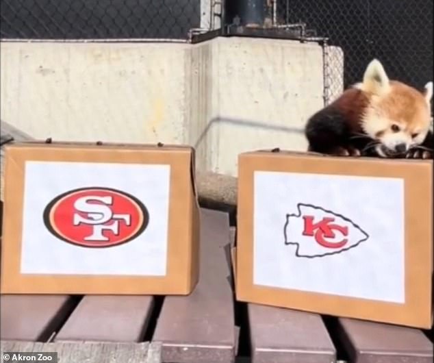 Lulu, a red panda at the Akron Zoo, picked the Chiefs to win their second straight Super Bowl title