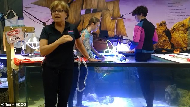 Team ECCO Aquarium and Shark Lab noticed swelling in Charlotte in September and thought it might be cancer. After performing ultrasounds on the stingray, the team realized that she was pregnant with several babies.
