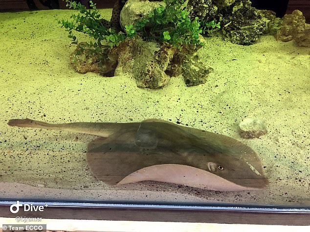 Charlotte, the ray at a shark aquarium and laboratory in Hendersonville, could give birth at any time, but the pregnancy was a shock to everyone because there were no male rays in her tank.
