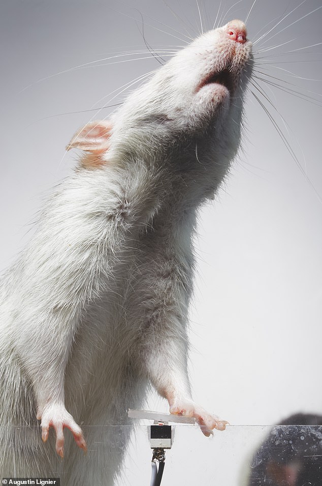 Selfie Rats deploys a three-stage experiment with a group of rodents. Trained with a sugar delivery system connected to a camera, a group of rats produce images of themselves interacting with the camera.