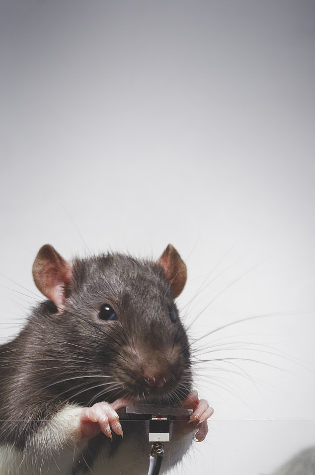 1707600341 321 Say cheese Artist trained two rats to take selfies and