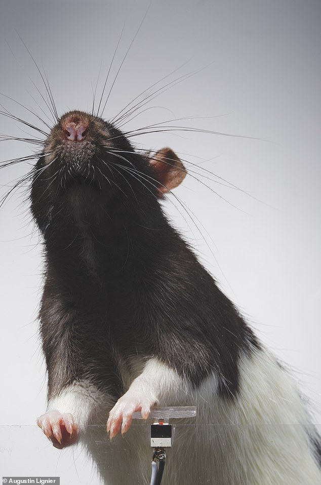 1707600341 384 Say cheese Artist trained two rats to take selfies and