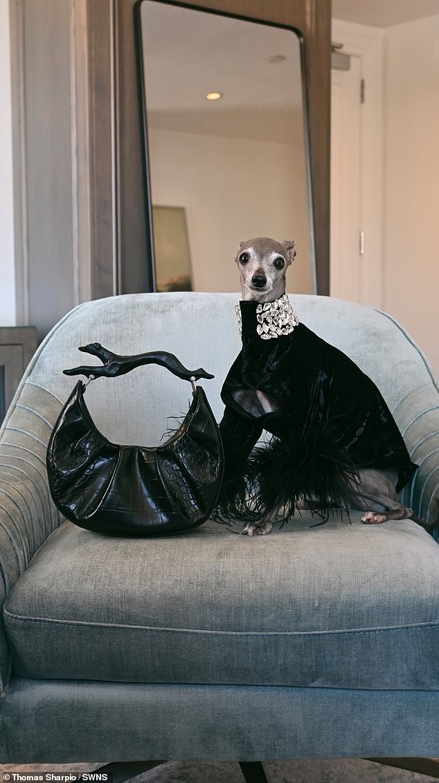 This stylish canine often wears custom-made couture clothing, with a clothing closet worth $20,000, and is a regular at Fashion Week events in Paris, New York and Milan.