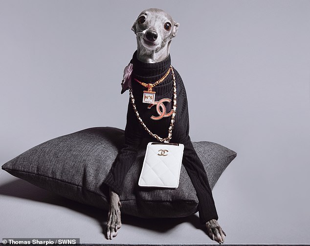 After quickly amassing a huge following online, the refined pup has now had the opportunity to work with big fashion brands such as Boss, Dior, Chanel, Fendi and Vogue.