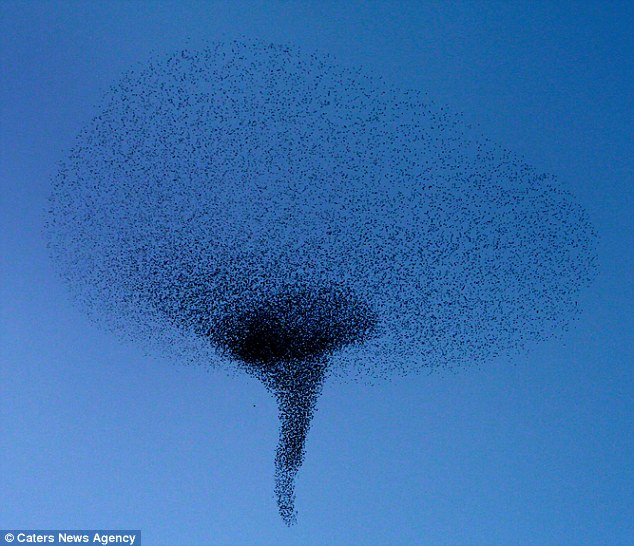 Taken Shape: The flock of birds also formed a tornado-like shape in the sky