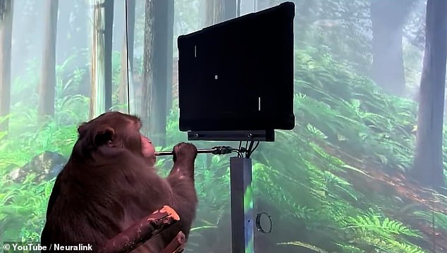 Monkey with Neuralink chip implanted in its brain seen playing