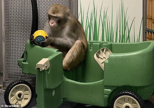 The Physicians Committee for Responsible Medicine filed a lawsuit against the University of California, Davis, where the experiments were conducted, alleging that it must turn over video footage and photographs of the experiments under the California Public Records Act. . Pictured is an image of a monkey shown on the Neuralink website.