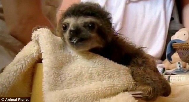 Because sloths have been orphaned, they are more likely to contract the infection.