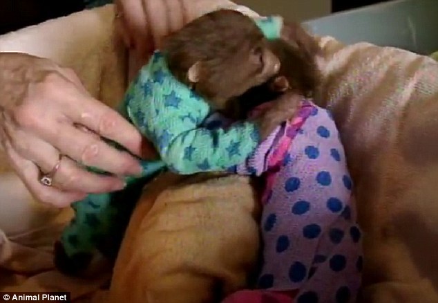 Twin sloths snuggle after treatment, with coordinated bandages