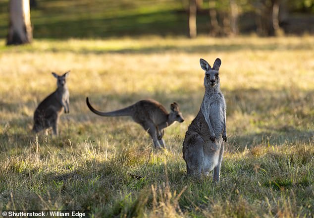 Jo remembers seeing kangaroos and kangaroos while passing through the Megalong Valley