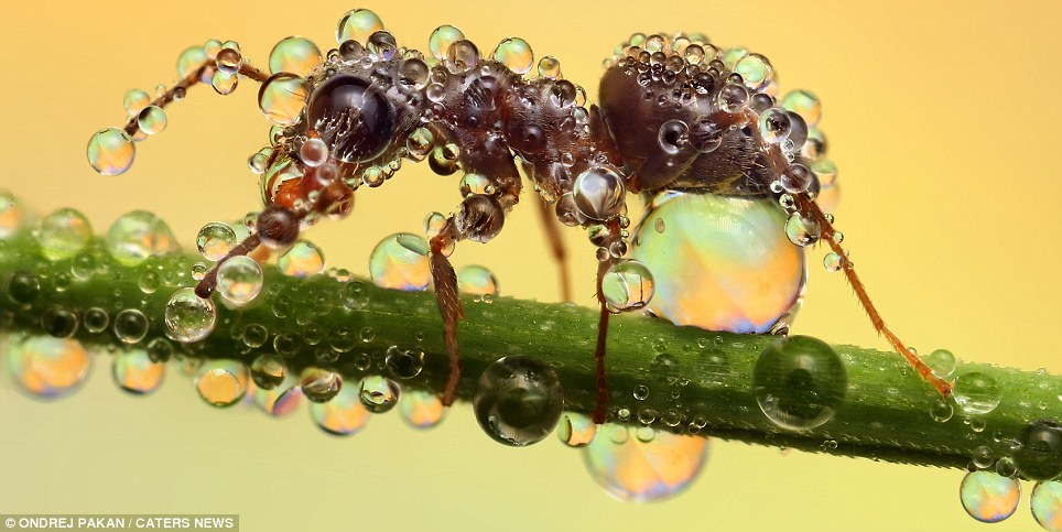 An ant appears to be struggling to survive under the weight of water.