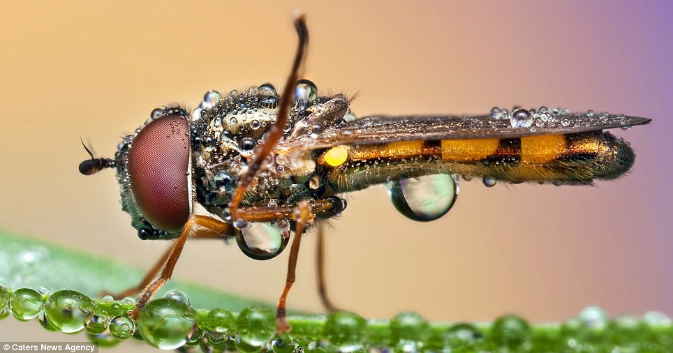 The photographs show the small details of the insects that are impossible to see with the naked eye.