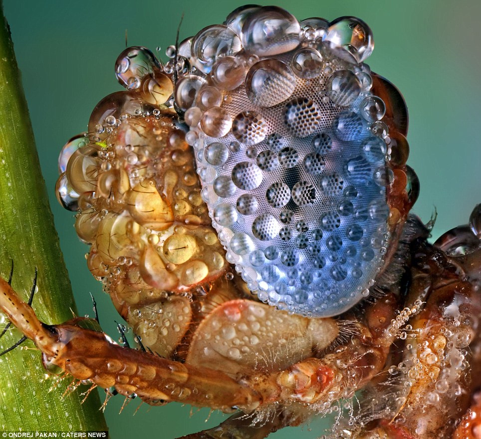 The minute details of the tiny hairs on the insect's body are shown in contrast to the bright colors of the creature.