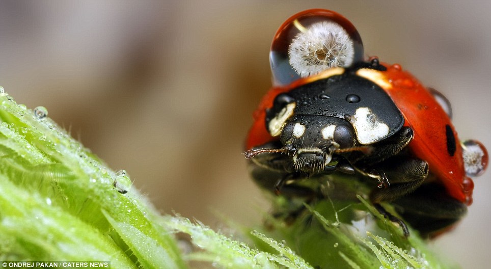 This ladybug appears to be carrying a huge visitor on its back but it's just a drop of water.