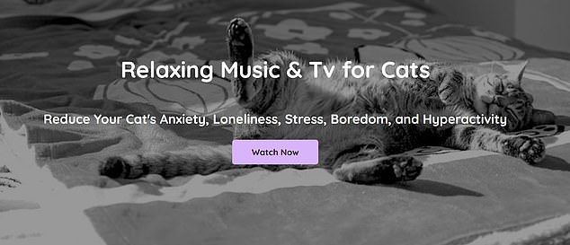 The service offers music and videos adapted to dogs and cats (Music for Pets)