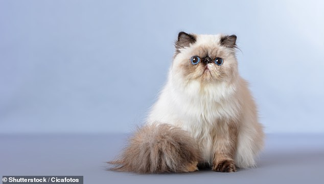 The most common pedigree cat in the care of the RSPCA is the Persian cat, and the charity has seen a 92 per cent increase since 2018.