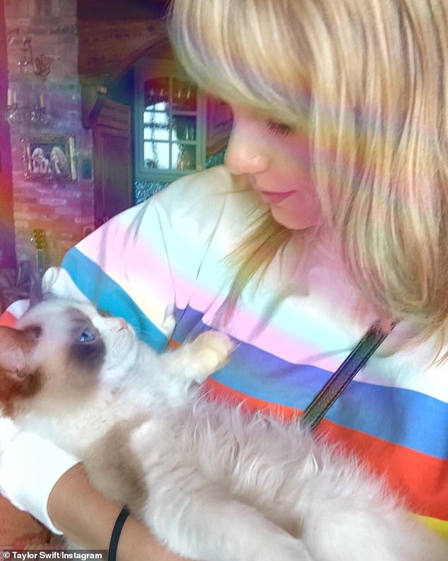 Figures released by the RSPCA show that more designer and purebred cats are now being rescued than ever before.  Pictured: Taylor Swift with her Ragdoll cat, Benjamin.