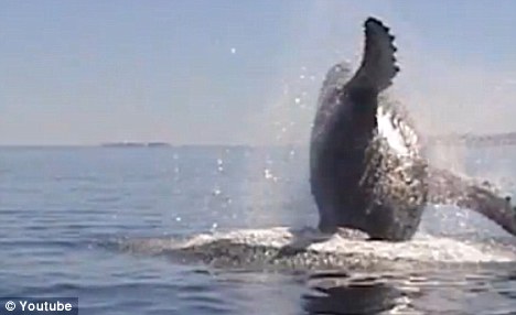 Whale comes out of the water