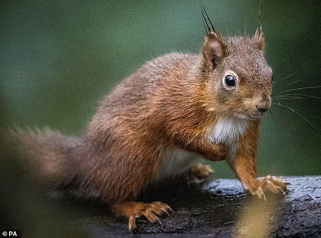 In the photo, a red squirrel. The species is native to the United Kingdom and is fully protected by law. Wildlife groups carefully monitor squirrel populations and carry out targeted controls on gray squirrels in areas where red squirrels are endangered.