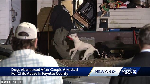Animal control officers were seen removing seven pit bulls from the home Friday night after they were abandoned.