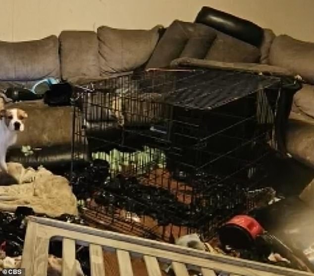 Pictures from inside the home show a large black dog crate in the living room. The couple is accused of making the little girl sleep in a cage every night