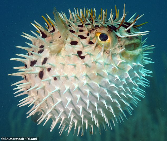 The mysterious find was identified as the swim bladder of a porcupine fish. It helps fish adapt to water pressure when swimming in the deep sea without floating up or sinking.