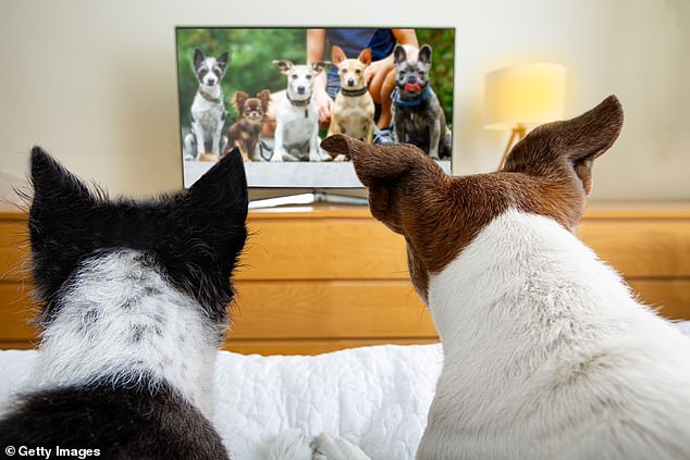 After questioning more than 1,000 dog owners about their pets' television habits, scientists found that purebred dogs, especially Labradors, were the most avid viewers.