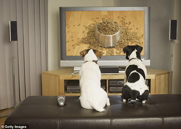 Eighty-six percent of dog owners said their pet watched television.