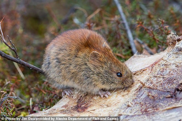 A northern red-backed vole is seen in this undated photo. Small mammals, especially northern red-backed voles, have been found to be infected with Alaska smallpox, a disease related to monkeypox and smallpox that first emerged in 2015, with six mild cases occurring since so.