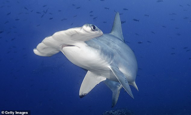 Conservation scientists consider the hammerhead shark (pictured) to be endangered.