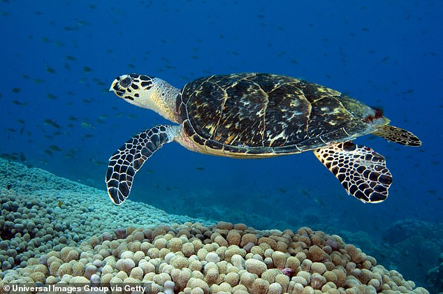 Critically endangered hawksbill turtles are found primarily in the world's tropical oceans, primarily on coral reefs.