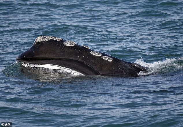 The North Atlantic right whale (pictured) was hunted to the brink of extinction in the 1890s.