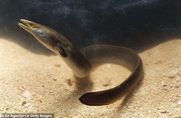 Other endangered migratory species include the European eel, which starts in the Sargasso Sea near Bermuda and crosses the Atlantic Ocean to Europe and then back.