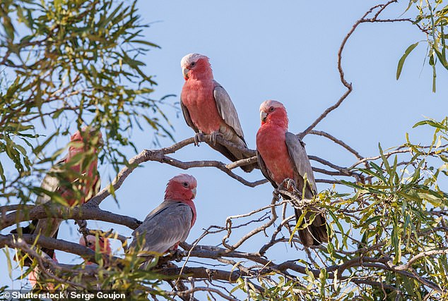 Some of the birds appeared to have been prepared for human consumption.  Pictured: an archive image of galahs