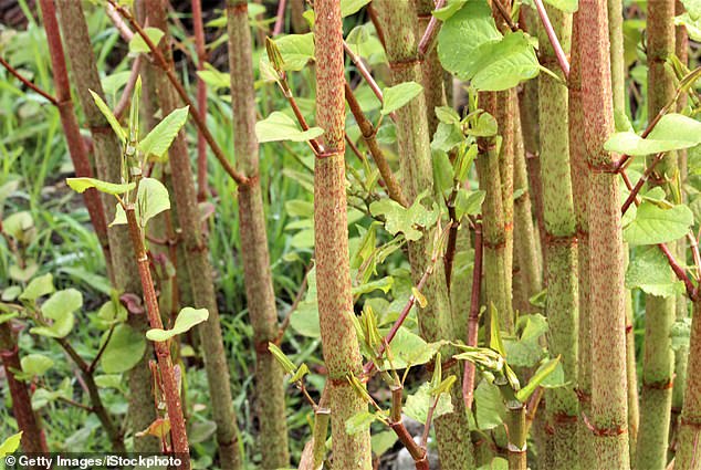 Knotweed stems (pictured) are tall, straight and self-supporting. If you see a plant that is wrapped around something else, it is definitely not gnarled.