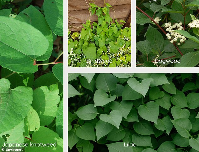 Japanese knotweed (left) can often be confused with bindweed (top middle), dogwood (top right), or lilac (bottom right). But looking at the stems can be an easy way to tell these plants apart.