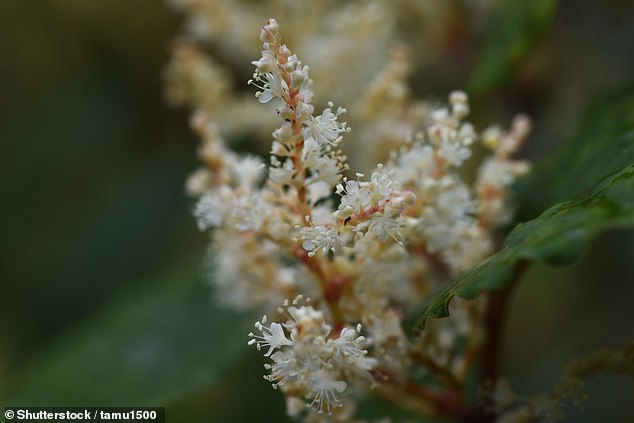 Knotweed flowers (pictured) are small and creamy white. They grow in dense clusters along the stem and bloom from late summer to early fall.