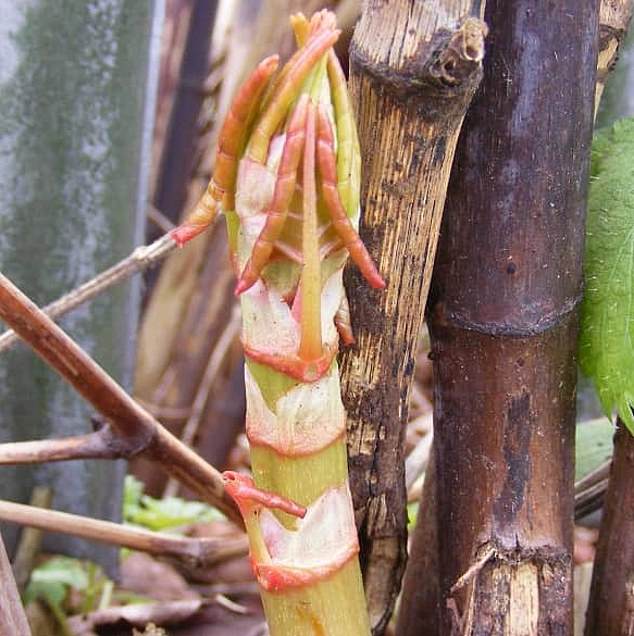 In early spring, knotweed will begin to produce small red shoots that look like asparagus stalks.