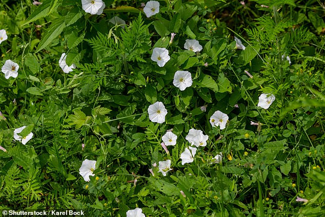 Bindweed flowers (pictured) are easily distinguished from knotweed flowers because they are large and trumpet-shaped.