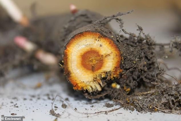 One of the knotweed's most distinctive features is the large network of rhizomes that grow underground. They break easily and are bright orange inside like a carrot.