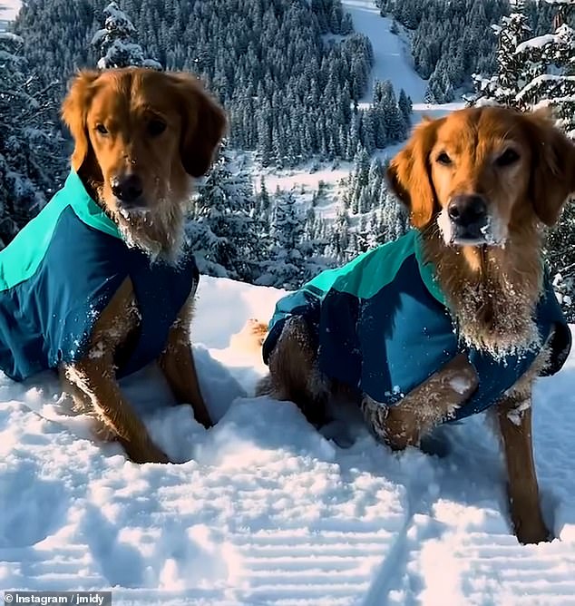Their dogs Mabel and Isla were captured jumping alongside their owners, while Alizee was seen moving expertly on her skis as the family took in the stunning mountain views.
