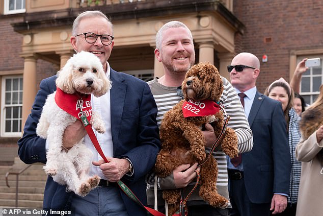 Albanese has hit the ground running since winning Saturday's election (pictured with Toto on election day, March 21).