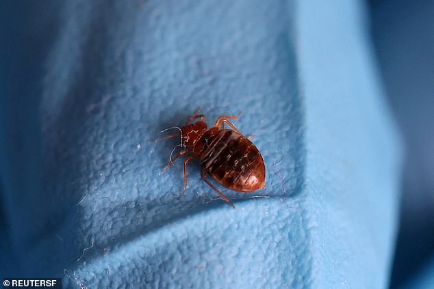 Bed bugs do not carry disease, but the bite of one causes red, itchy welts on the skin, similar to those of poison ivy.